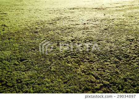 the field is fresher than grass early the morning 29034897