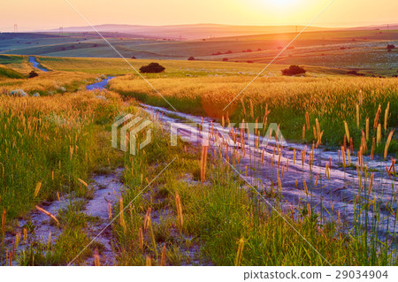 The road in a wheat field. Sunset The road in a wheat field. Sunset 29034904