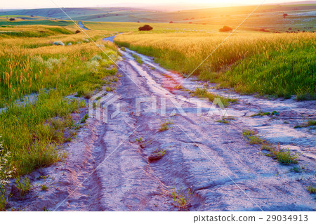 The road in a wheat field. Sunset 29034913