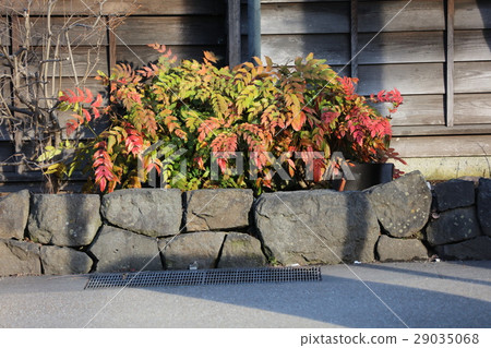 Hiiragi southern Hiiragi southern 29035068