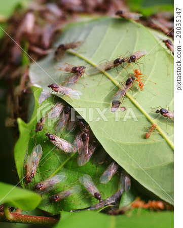 many queen red ants transformed ready to fly many queen red ants transformed ready to fly 29035147