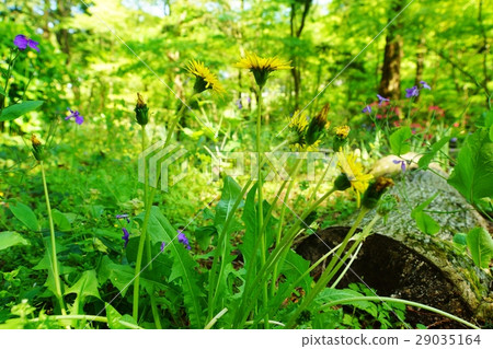 日本野草·全苞片碎片不翹日本傳統日本冠層花花公子葉和花·蒲公英水平位置 29035164