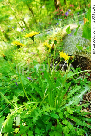 Japanese wild grass · Total bract fragments do not warp Japanese traditional Japanese canopy Dandy leaves and flowers · Vertical position of dandelions 29035165