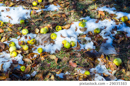 Last fallen apples on ground covered by first snow 29035383