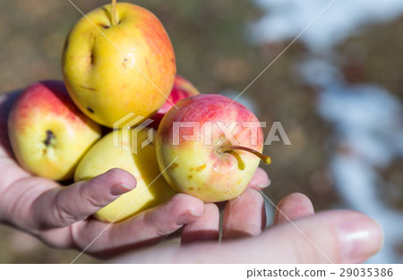 Senior man picking apples in his orchard. Senior man picking apples in his orchard. 29035386