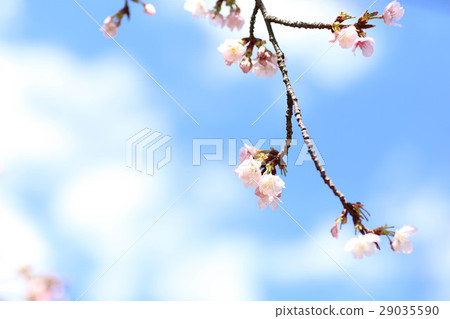櫻花（整齊地綻放） 29035590