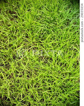 light dark green and shiny colorful natural meadow light dark green and shiny colorful natural meadow 29035834