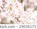 櫻花伴隨著模糊 29036173