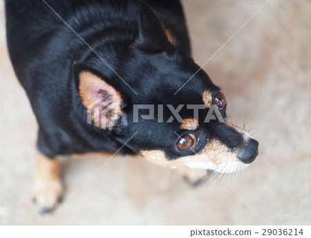 cute black fat lovely miniature pincher dog cute black fat lovely miniature pincher dog 29036214