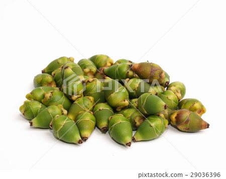 home decorated plant fruits green young betel palm 29036396