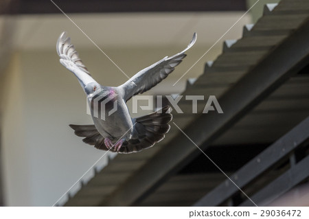 flying pigeon bird 29036472