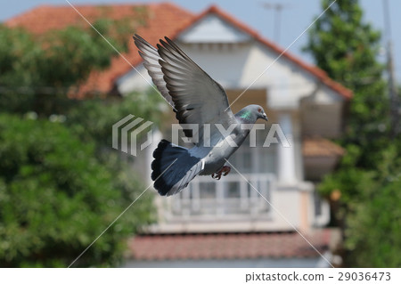 pigeon bird against green environment pigeon bird against green environment 29036473