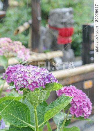 繡球花和雨道 29036637