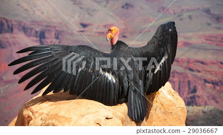 Grand Canyon's Condor Grand Canyon's Condor 29036667