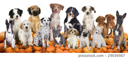 Big group of dogs sitting on pumpkins Big group of dogs sitting on pumpkins 29036987