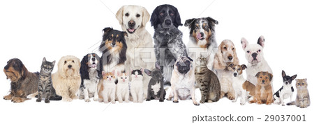 Big group of pets 29037001