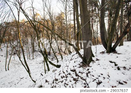 Forest in winter Forest in winter 29037637