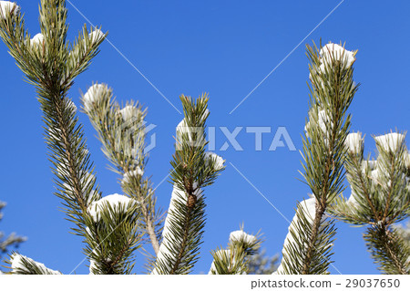 spruce branches, close-up 29037650