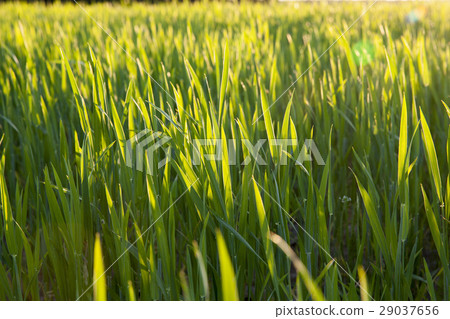 Field with cereal Field with cereal 29037656