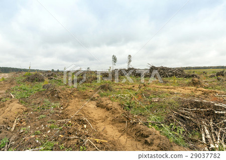 birch trees after a storm 29037782
