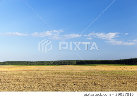 agricultural field and blue sky 29037816