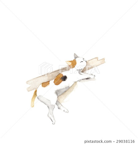 夏天的貓 29038116