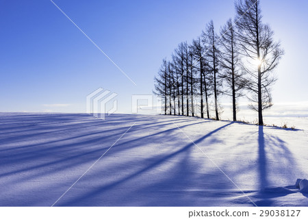 Shadows of trees growing on the snowy field Shadows of trees growing on the snowy field 29038127