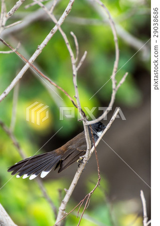 Bird (Pied Fantail Flycatcher) on a tree 29038686