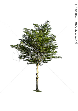 Tree isolated on white background Tree isolated on white background 29038691