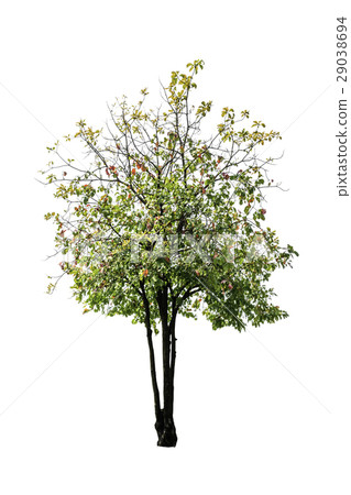 Tree isolated on white background Tree isolated on white background 29038694