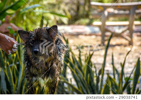 Dog get a bath 29038741