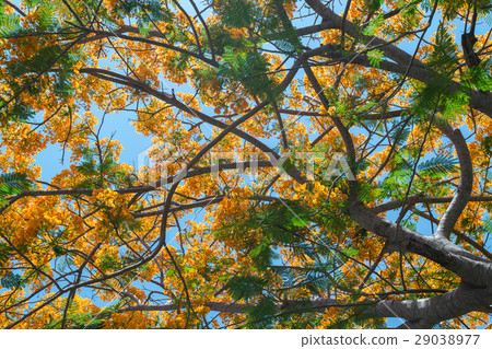 Peacock flower on tree 29038977