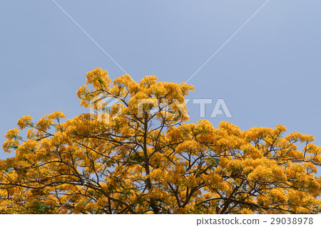 Peacock Flower Peacock Flower 29038978