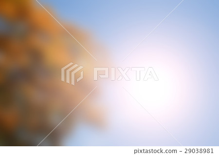 Blurred Peacock Flower 29038981