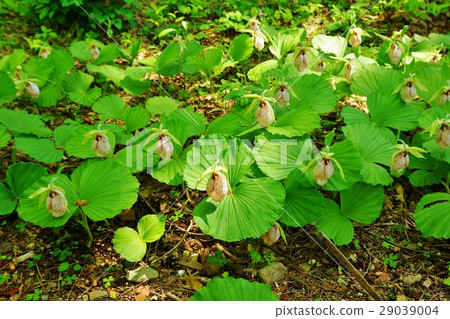 Funny flower of a rare field flower · Funny flowers of sideways position of Kumagaiishou foreseen as mother-of-boy who excludes bow and arrow of back of Naumi Kumagai 29039004