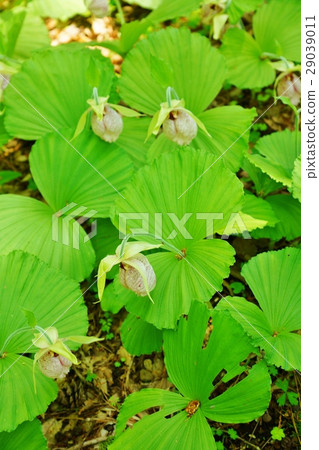 Funny flower of Vegetarian sea urchin which was regarded as mother clothes (toro) excluding the bow and arrow of the rare field of flowers · Naumi Kumagai's back, Vertical position Funny flower of Vegetarian sea urchin which was regarded as mother clothes (toro) excluding the bow and arrow of the rare field of flowers · Naumi Kumagai's back, Vertical position 29039011