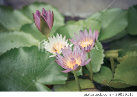 White and purple lotus flower with bee 29039115