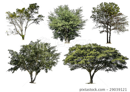 Collection of tree isolated on white background Collection of tree isolated on white background 29039121
