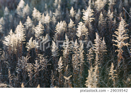 Baked grass 29039542