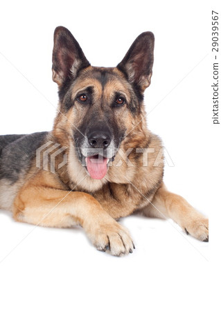 Old german shepherd dog Old german shepherd dog 29039567