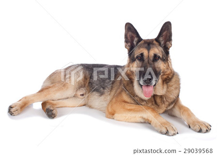 Old german shepherd dog 29039568