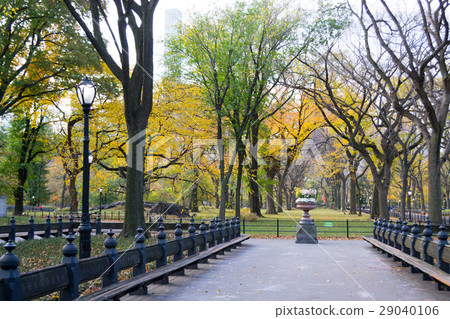 Canopy of American elms in Central Park Canopy of American elms in Central Park 29040106