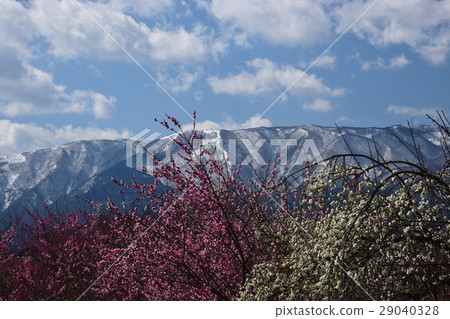 Mie Inabe City Agriculture From Bai Lin Park Snow mountain and early spring plum forest Mie Inabe City Agriculture From Bai Lin Park Snow mountain and early spring plum forest 29040328