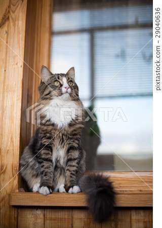 cat sits on the windowsill. Cat sitting on the cat sits on the windowsill. Cat sitting on the 29040636