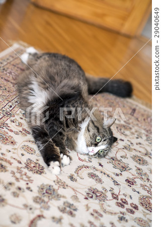 cat lies on the floor cat lies on the floor 29040649