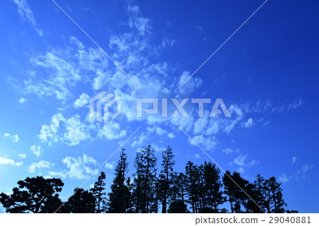 樹木和天空 樹木和天空 29040881