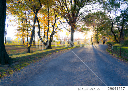 Sunset by at Bridle path in Central park 29041337