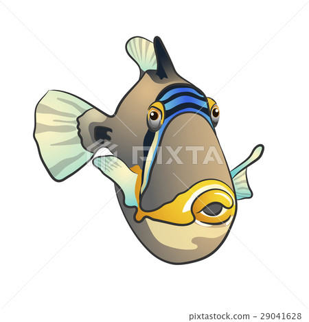 Picasso triggerfish. fish isolated on white Picasso triggerfish. fish isolated on white 29041628