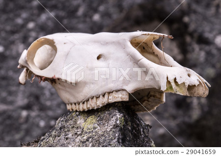 Horse skull on a rock in mountains 29041659