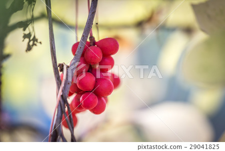 Branch of chinese magnolia vine berries 29041825